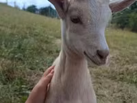 Billy Goat, Goats — photo 3