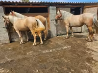 Jument, Chevaux — photo 3