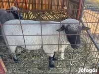 Kos, Shroshire sheep — 1. fotó