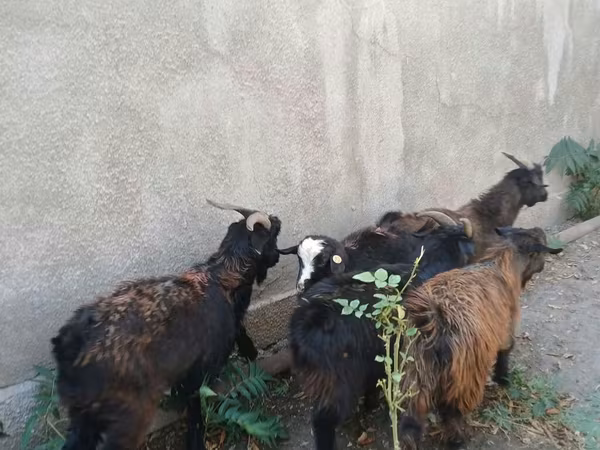 Cabro, Cabras