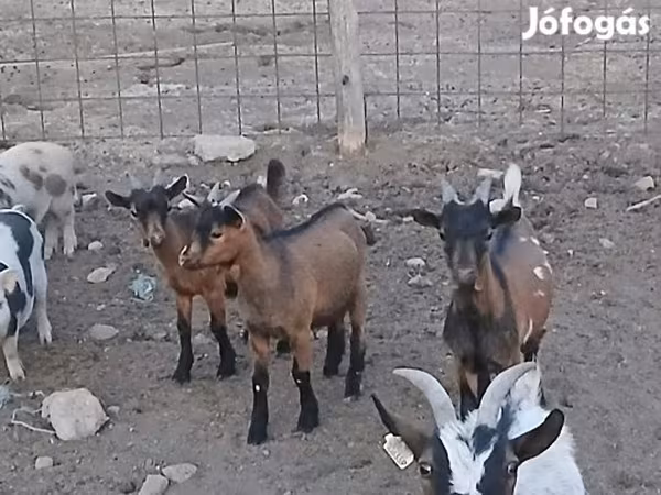 Bak, Pomellata goat