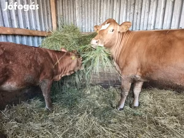 Tehén, Limousin tehén — Magyarország