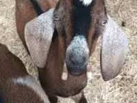 公山羊, Goats — 照片 1