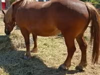Yegua, Caballos — foto 6
