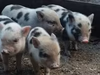 公猪, Pigs — 照片 4