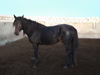 حصان, Kushum Horse — الصورة 2