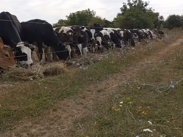 Toro, Ganado vacuno