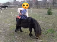 Cheval, Shetland Pony — photo 5