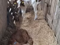 Krowa, Simmental cattle — zdjęcie 3