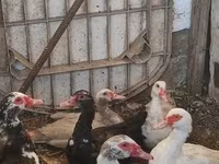 Ducks — foto 1
