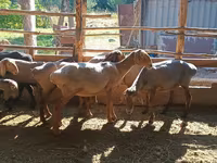 Carnero, Ovejas — foto 5