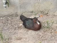 Ducks — Foto 1
