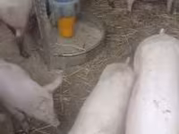 公猪, Pigs — 照片 2