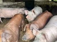 Säue, Schweine — Foto 1
