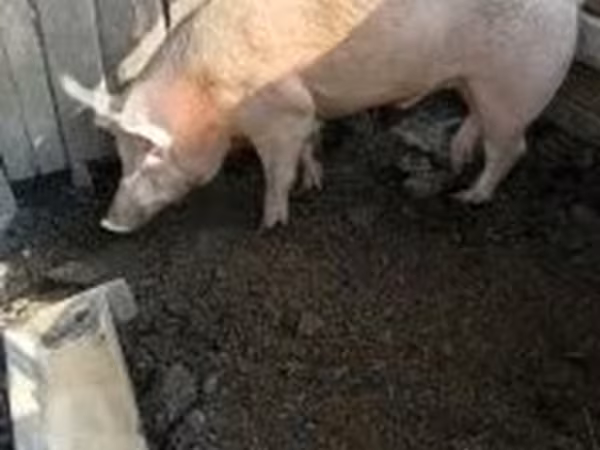 Boar, Pigs — Hungary