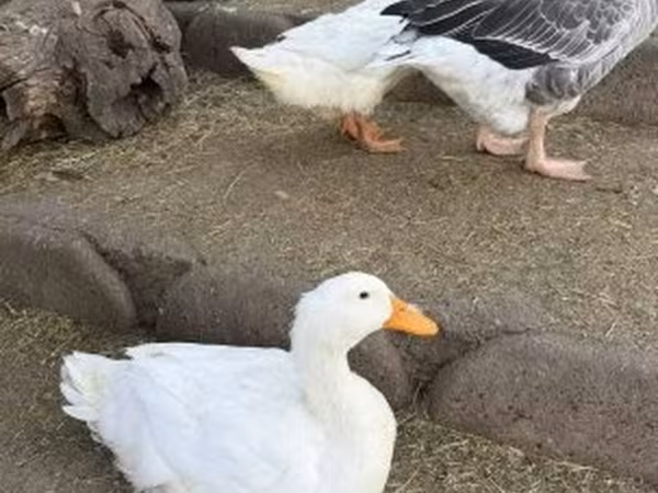 Ducks — Hungary
