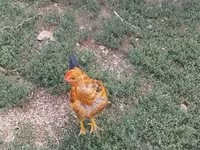 Chickens — الصورة 7