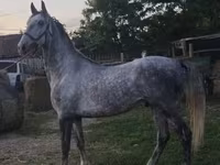 Horse (M), Lipizzaner — photo 6