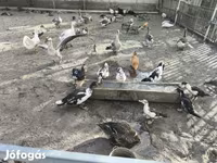 Ducks — Foto 3