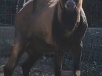 Kozioł, Alpine goat — zdjęcie 1