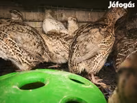 Quails — 2. fotó