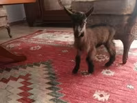 Bak, Alpine goat — 2. fotó