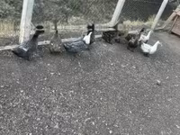 Ducks — photo 3