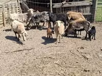 Juhok (tétel, nem megadva), Cameroon sheep — 2. fotó