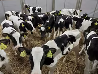 Szarvasmarha (tétel, nem megadva), Holstein fajta — 6. fotó