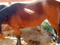 Mare, French Trotter — photo 3