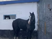Cavalo, Kazakh horse — foto 1