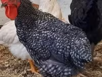 Chickens — الصورة 1