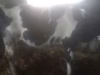 母牛, Cattle — 照片 3