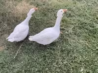Geese — foto 1