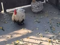 Pekin Bantam — photo 5