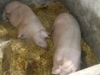Disznók (tétel, nem megadva), Sertések — 5. fotó