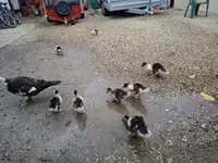 Ducks — फ़ोटो 2
