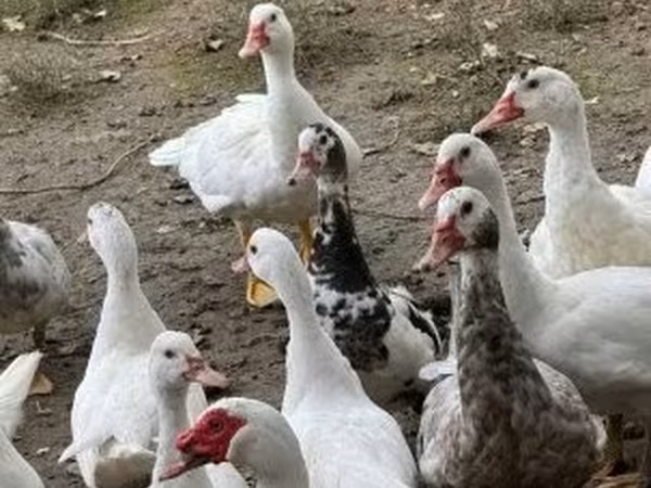 Ducks — Ungarn
