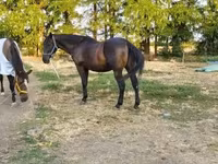 Caballo, Nonius horse — foto 2