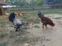 Chickens — Foto 1