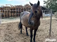 Hing, Hucul pony — 3. fotó