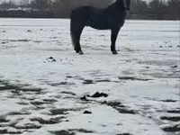Caballo, Lipizzaner — foto 1