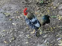 Chickens — photo 4
