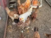 Chickens — zdjęcie 3