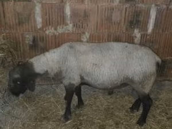 Kos, White Suffolk sheep — Magyarország