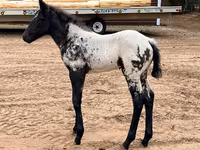 Бие, Appaloosa — 5-сурет