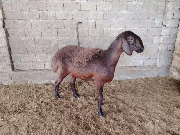 Schafe (Partie, Geschlecht nicht angegeben), Blackheaded Persian sheep