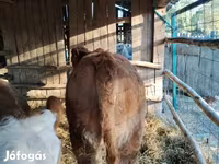 Cow, Simmental cattle — photo 3