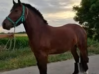 母马, Horses — 照片 4