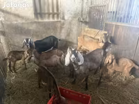 Cabras (lote, sexo no especificado), Cabras — foto 3